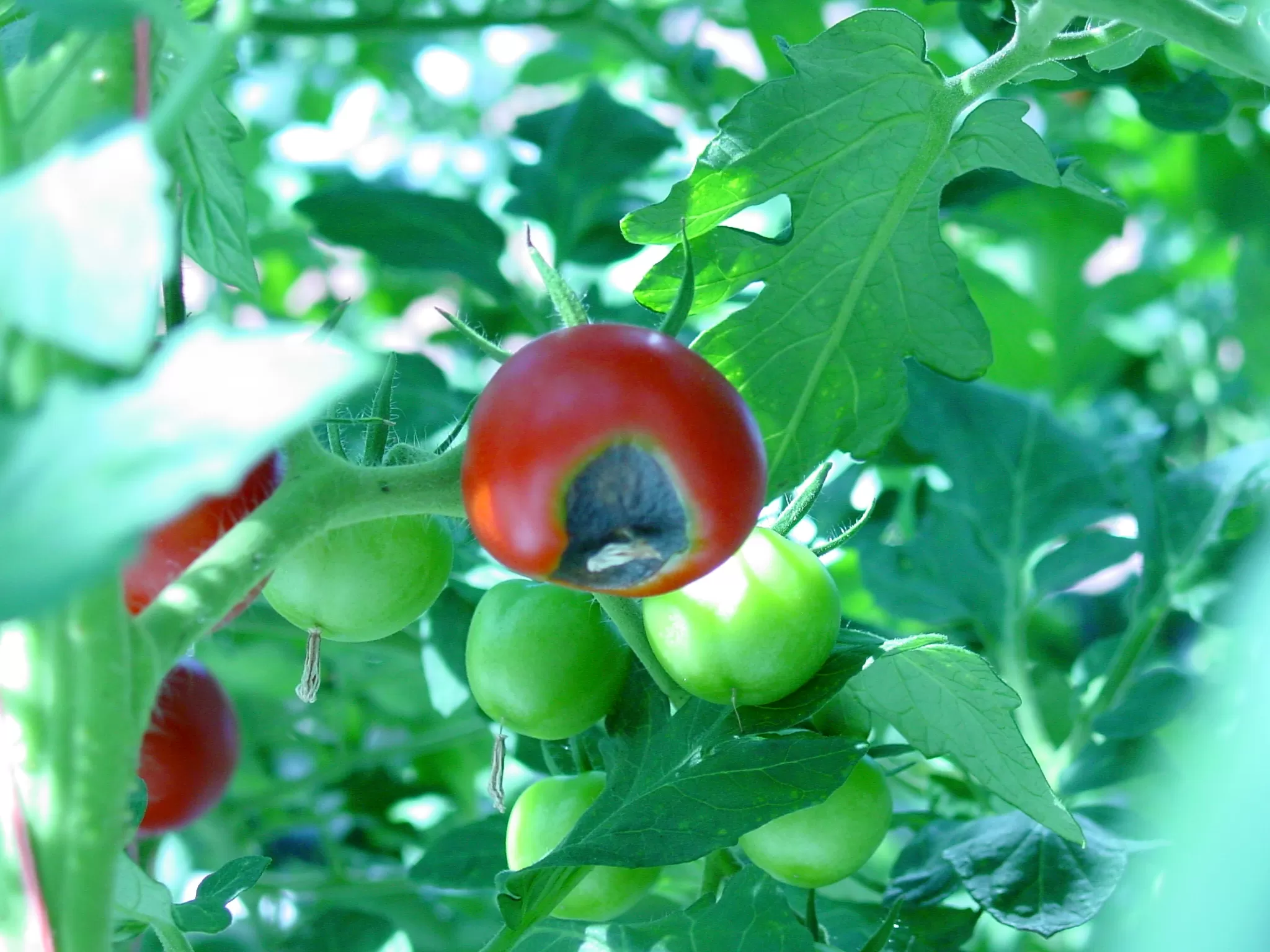 Jak bojovat proti černání rajčat a paprik?